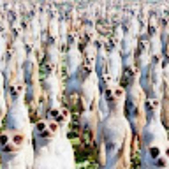 Meet your Posher, Jim - Picture 1 of 1